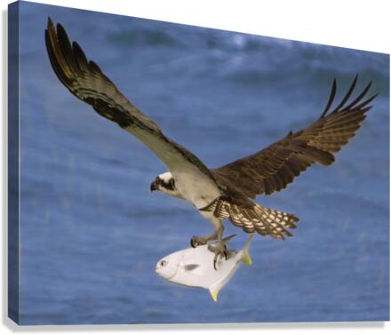 Osprey & Pompano Canvas Print