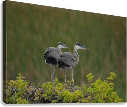 BABY  BLUE HERON VIERA Canvas Print
