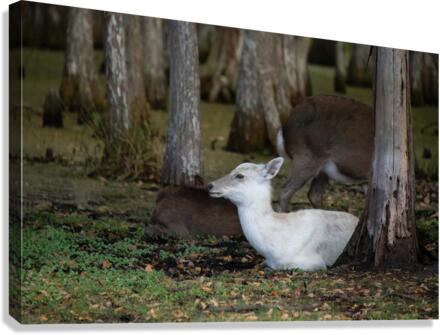 Cypress Forest Florida  Canvas Print
