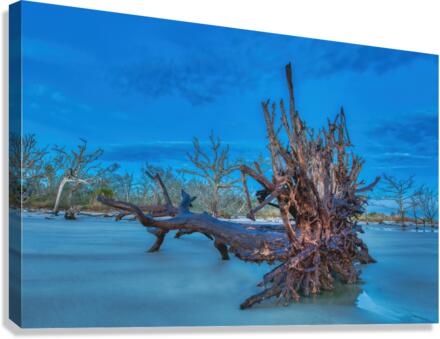 Driftwood Beach Canvas Print
