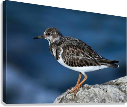 Sanderling Resting  Canvas Print