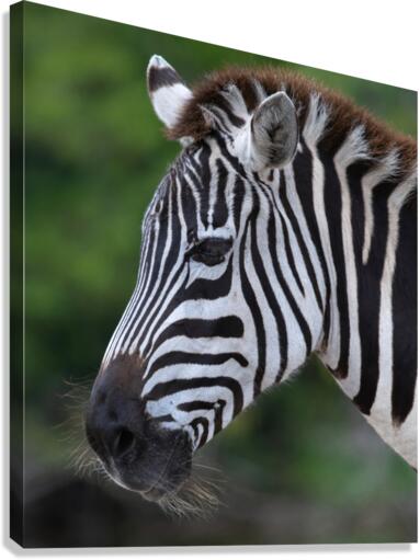 ZEBRA Canvas Print