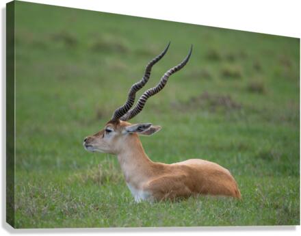  ANTILOPE Canvas Print