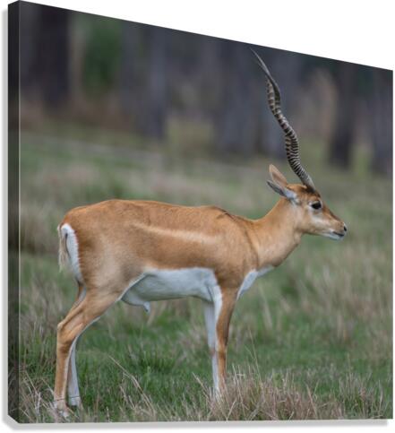  ANTILOPE Canvas Print