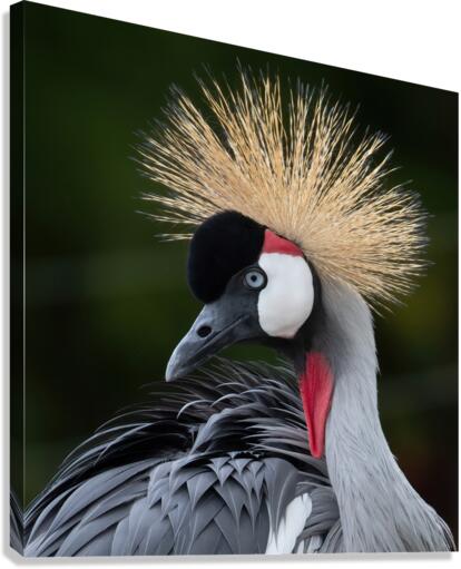  AFRICAN  CROWNED CRANE Canvas Print