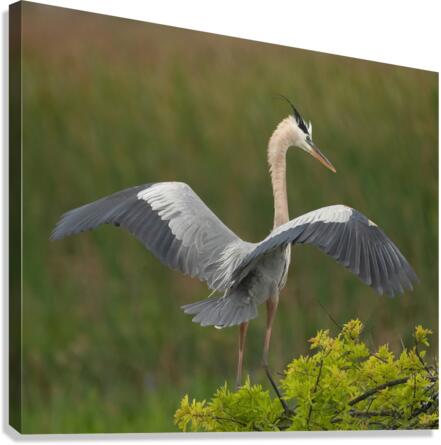 BLUE HERON VIERA  Canvas Print