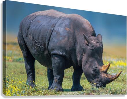 RHINO Canvas Print