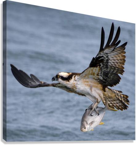 Osprey & Pompano Canvas Print