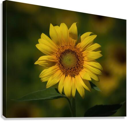  Sunflowers   MORNING SUNSHINE Canvas Print