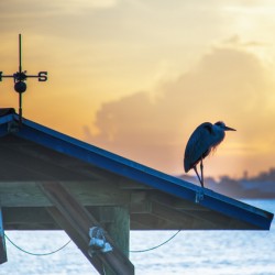 SUNSET at INDIAN RIVER LAGOON