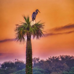 Sunset at Viera Wetlands
