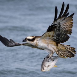 Osprey & Pompano