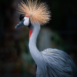AfricanCrowned  Crane