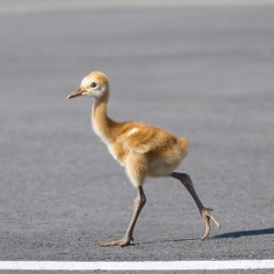 Baby Sandhill Crane Colts