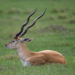  ANTILOPE