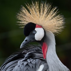  AFRICAN  CROWNED CRANE