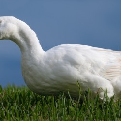 American Pekin Duck