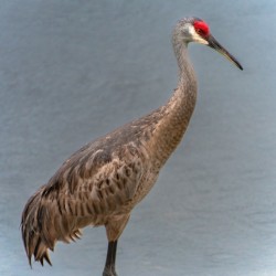   Sandhill Crane 