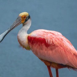 Roseate Spoonbill