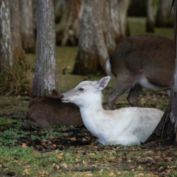 Cypress Forest Florida 