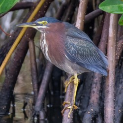 Green Heron 