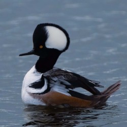 Hooded Merganser
