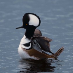 Hooded Merganser 