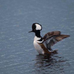 Hooded Merganser 