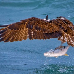OSPREY AND POMPANO