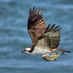 Osprey & Pompano