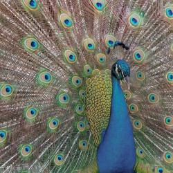 PEACOCK 