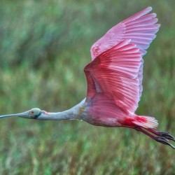 Roseate Spoonbill 