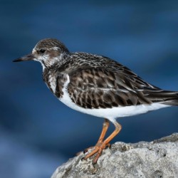 Sanderling Resting 