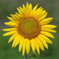  CEE578 SUNFLOWER pg