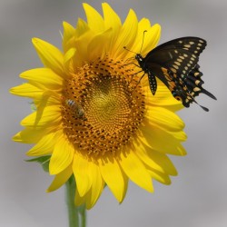 Sunflower & Butterfly