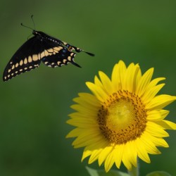 Sunflower & Butterfly