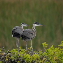 BABY  BLUE HERON VIERA