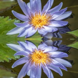 Water Lilies