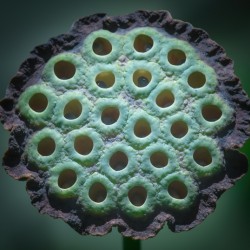 Fabulous Seed Pod of the Lotus Flower