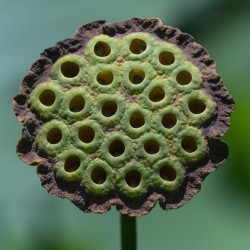 Fabulous Seed Pod of the Lotus Flower