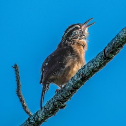  Caroline Wren Singing 