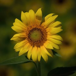  Sunflowers   MORNING SUNSHINE