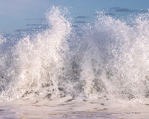 SEA BUNNY MAKING WAVES r45