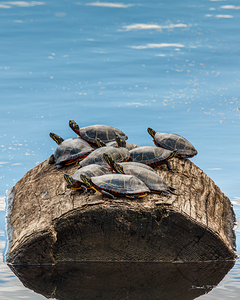 TURTLES SUNBATHING Nova Scotla  - r45