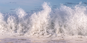 SEA BUNNY MAKING WAVES