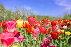Tulip Dreamscape
