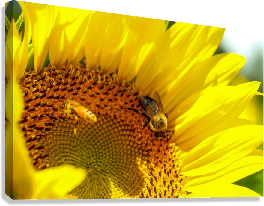 Natures Harmony  Canvas Print