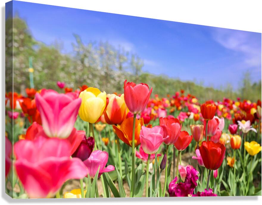 Tulip Dreamscape  Canvas Print