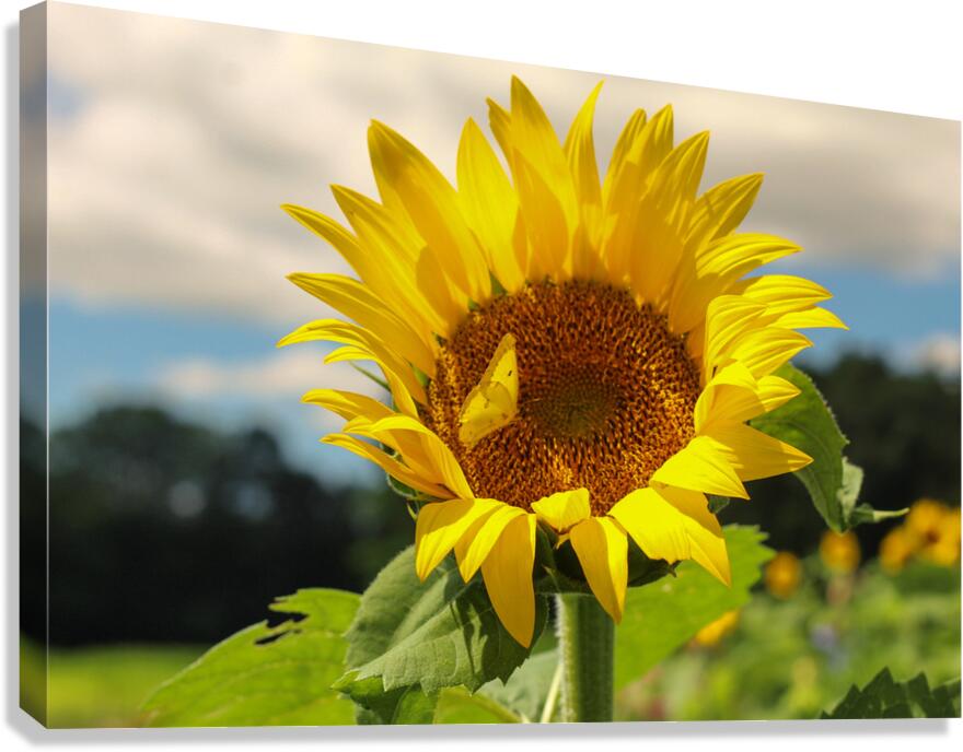 7B1793E9 D3E2 4C90 B992 E19E216B249B  Canvas Print