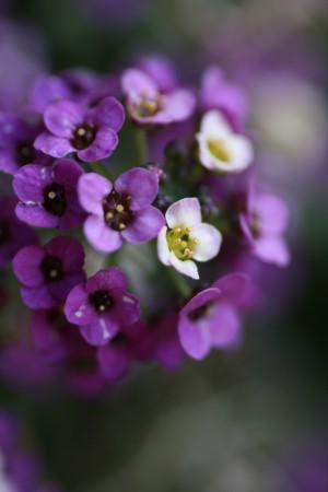 Allysium Flowers
